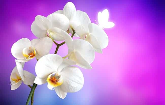 Orquideas para parabens Orquideas para parabens