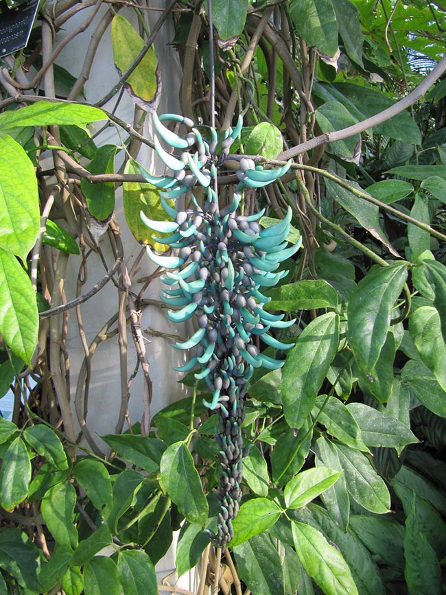 Plantar Flor de Jade fotos de plantas exóticas do mundo
