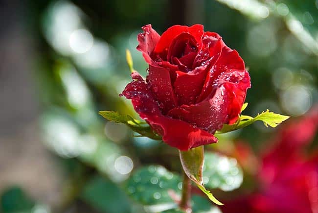 Rosa 1 1 Rosa 1 1