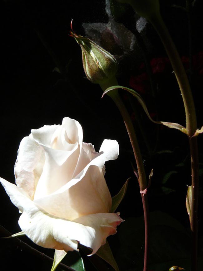 Tipos de Rosas separado em categorias