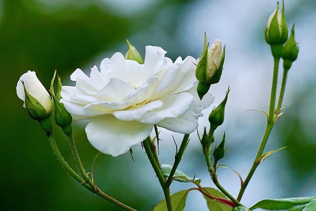 Rosa Branca 3
