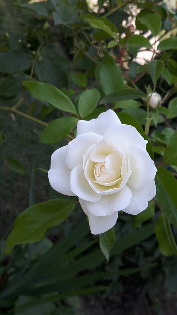 Tipos de Rosas