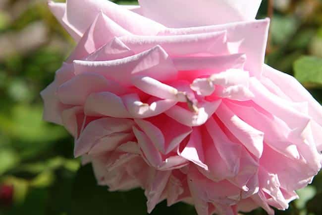 plantas de flores