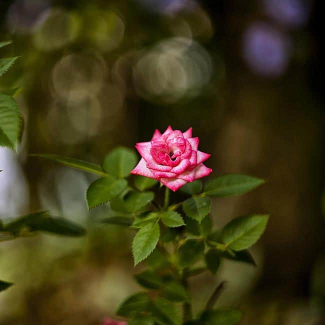 rosa por tipo