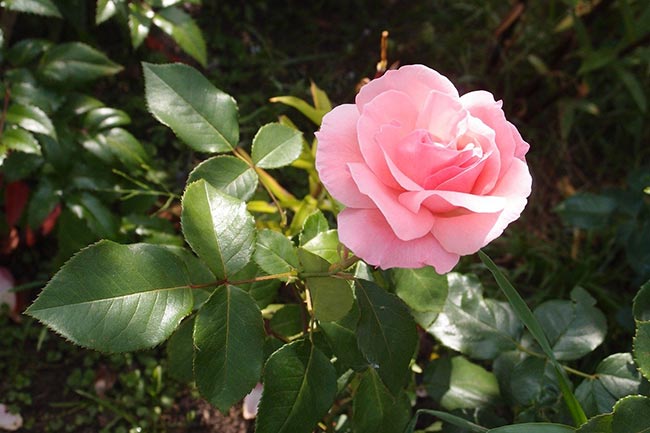 arbusto no jardim