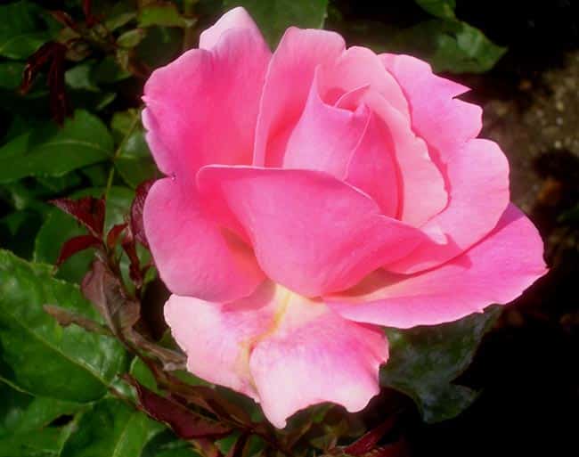 Tipos de Rosas