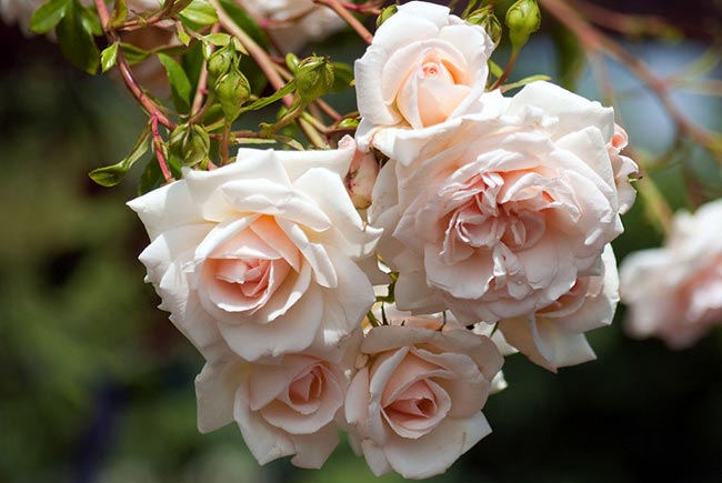 fotos de rosas raras