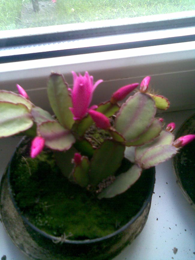 cacto com flor rosa
