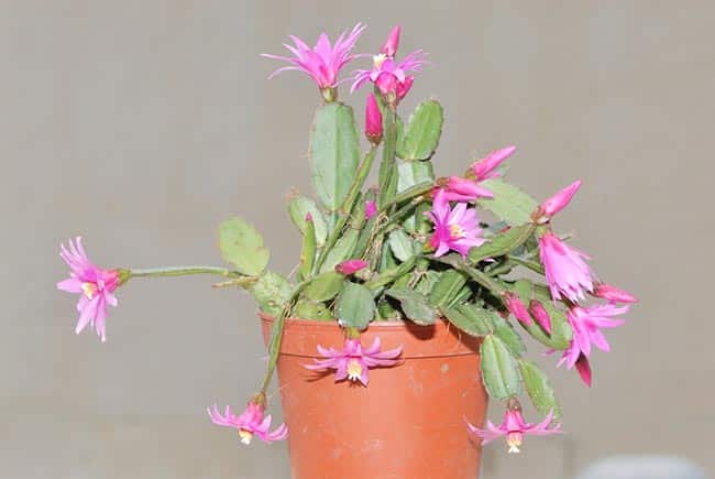 flor de outubro em vasos