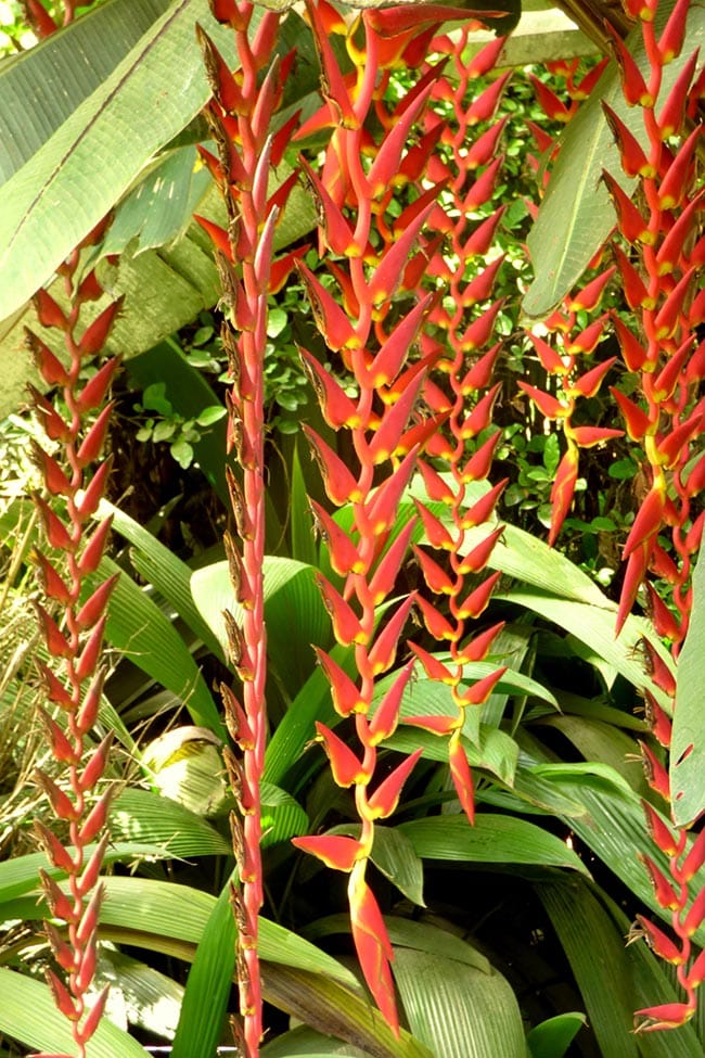 bananeira do mato