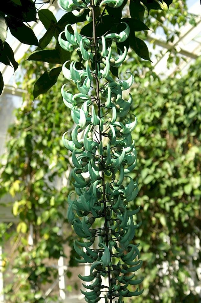 flor verde como cuidar