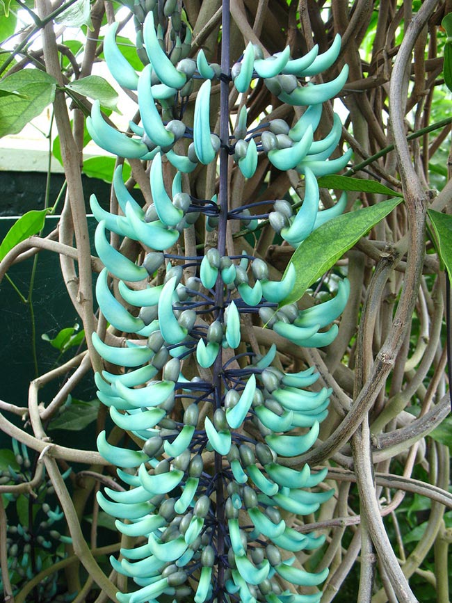 na arvore imagens de flor de jade