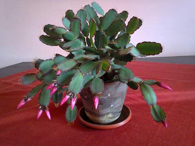 fotos de flor de outubro