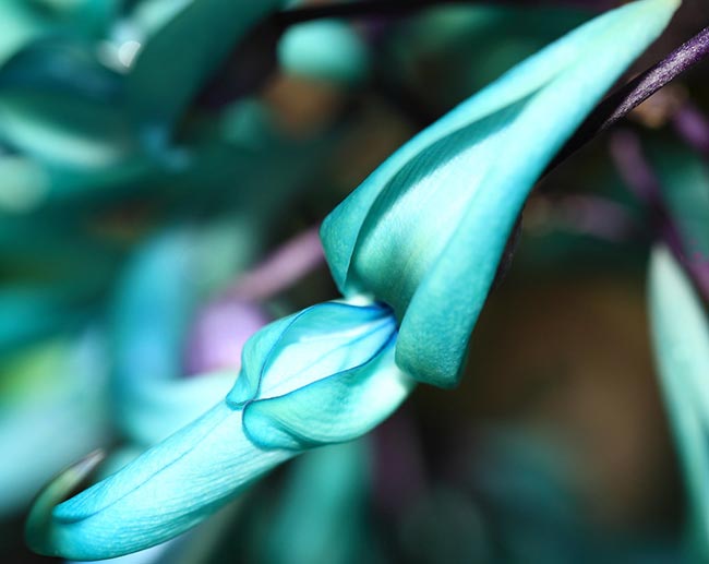 veja o significado plantas exóticas do mundo