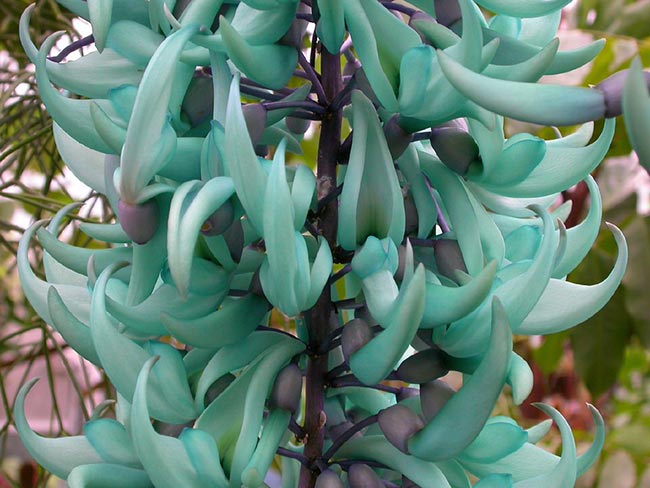 zoom na planta verde