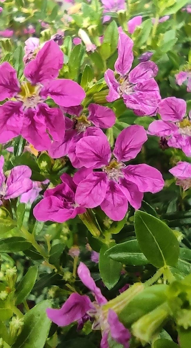 Canteiro de Flor Erica