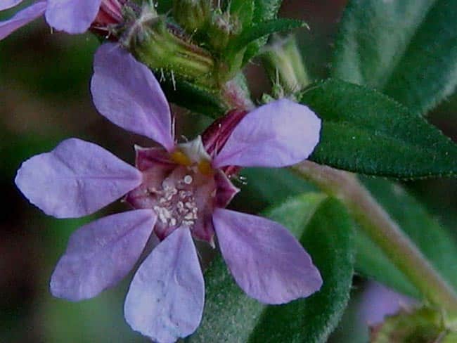 Cuidados com Flor Érica