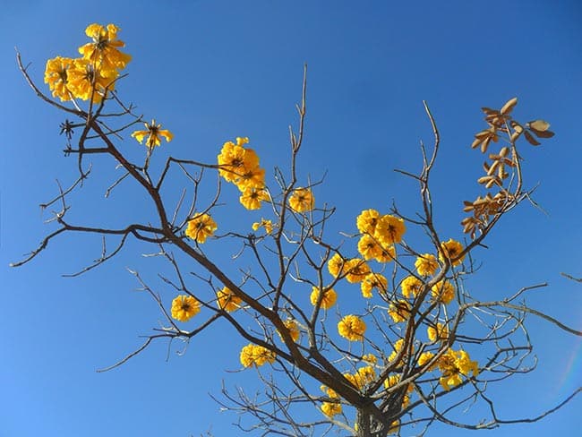 caatinga