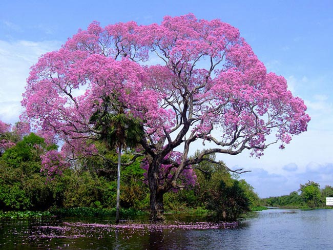 árvore com flores rosas e copa alta