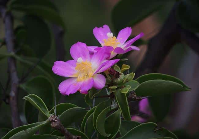 plantas da caatinga