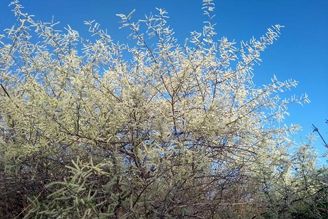 fotos de caatinga