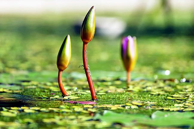 Flores do Pantanal