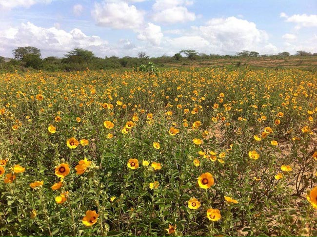fotos de vegetação do Brasil
