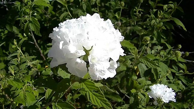 plantas nacionais