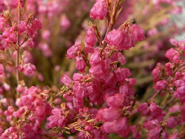 Como plantar Flor Érica