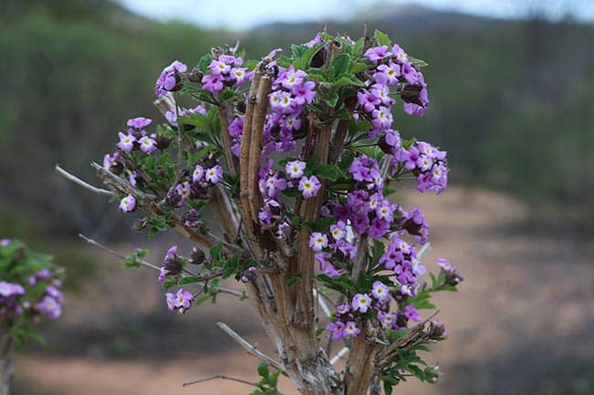 Caatinga nordestina