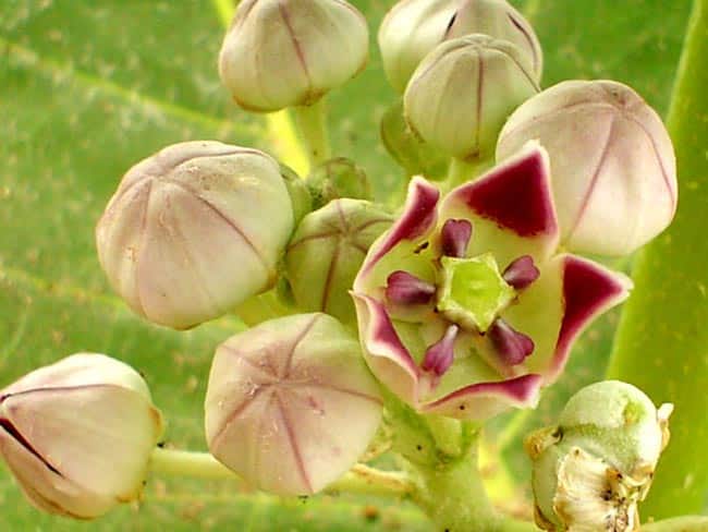 Flores da Caatinga nordestina