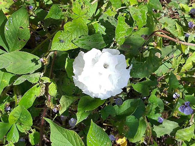 Espécies de Flores Presentes na Caatinga