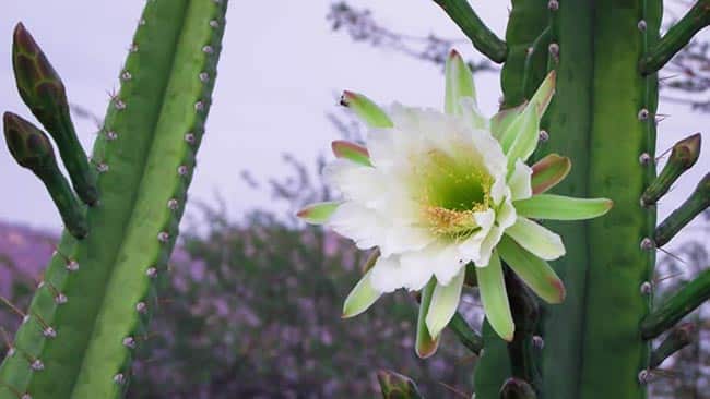 Resumo do Bioma e Biodiversidade da Caatinga