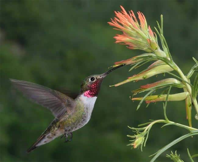 Espécies de Flores Presentes no Pantanal