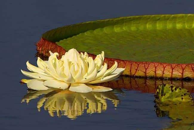 Espécies de Flores do Pantanal