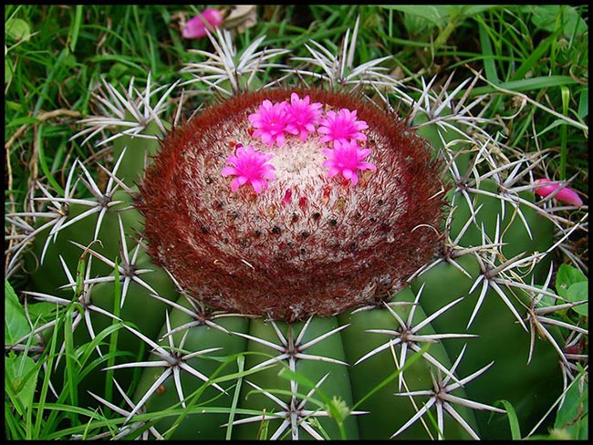 imagens de flores da caatinga