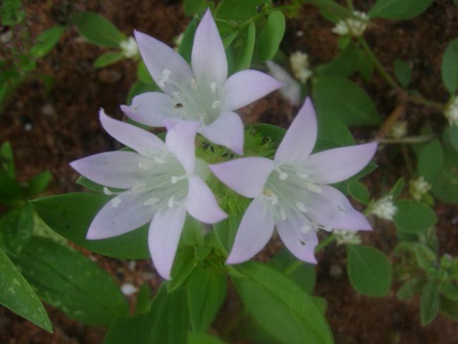 flores da caatinga brancas