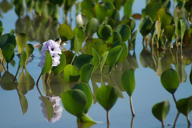 Flores Raras e Exóticas do Pantanal
