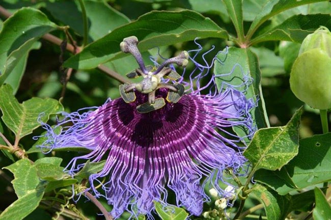 flor de maracujá