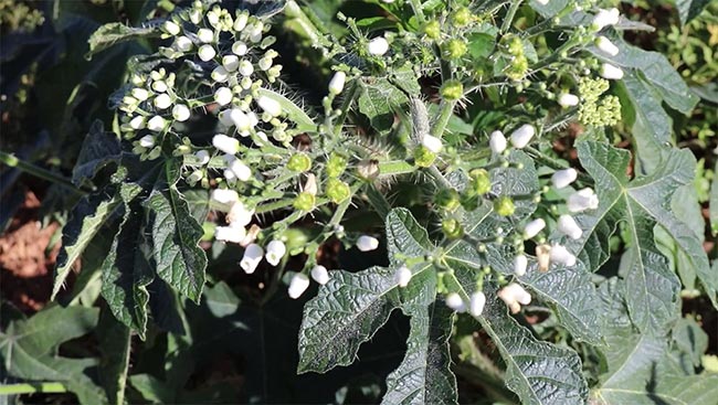 flores pequenas