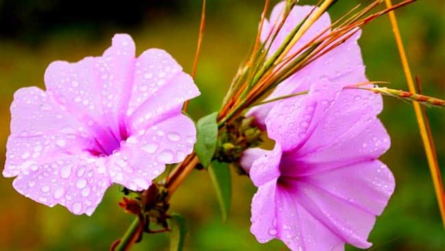flores rosas