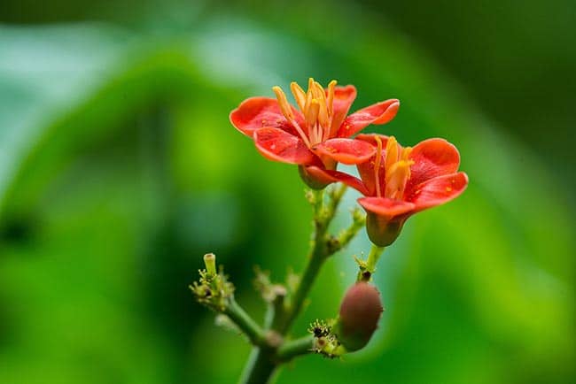 flor laranja