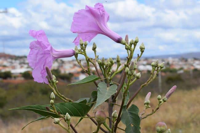 espécies de plantas
