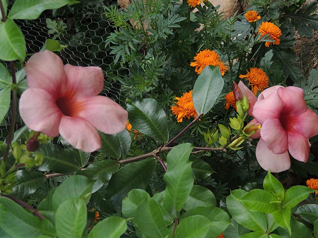 espécies de plantas da caatinga
