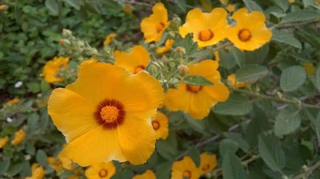 fotos de espécies de plantas