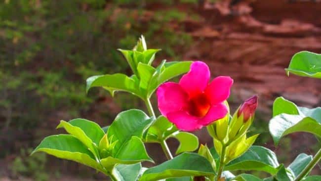 imagens de espécies de plantas