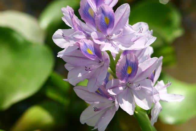 flores nativas