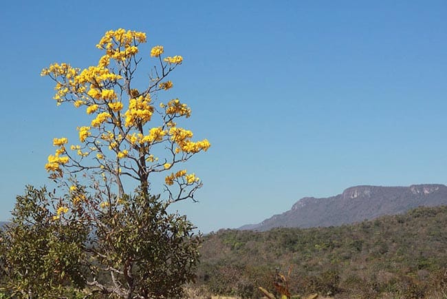 Fotos de Flor de Ipê