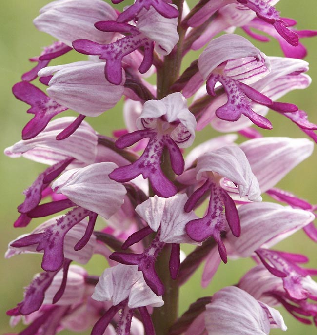 Flores de Mato Grosso