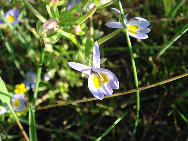 imagens de flores nativas pantanenses